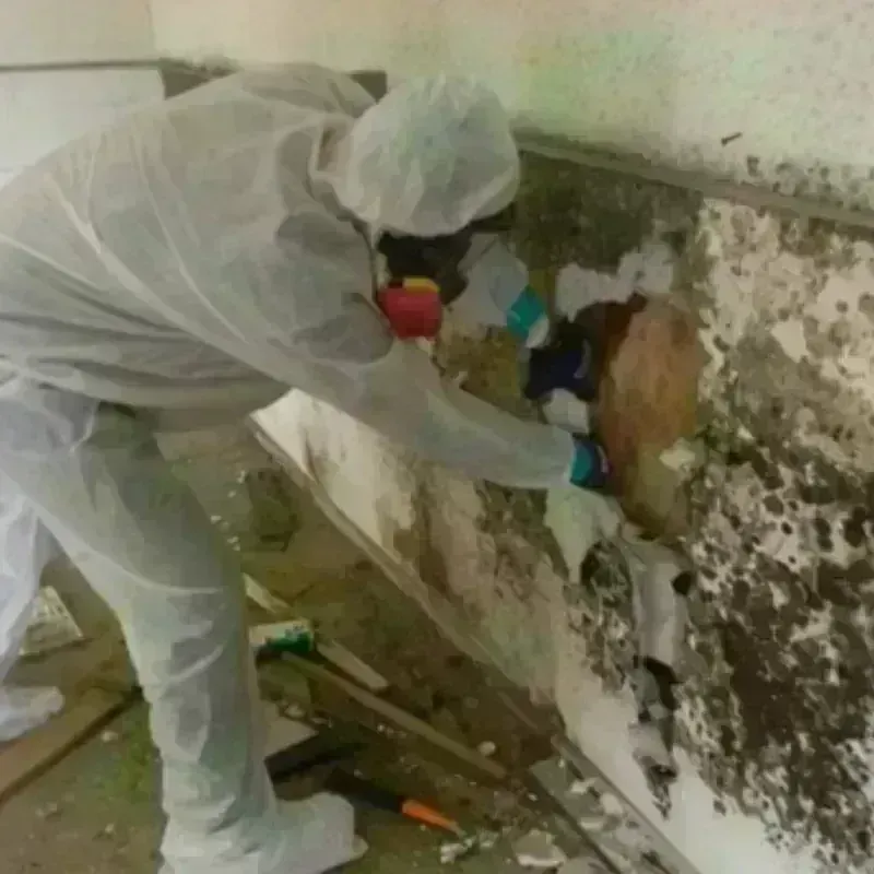 Mold Remediation and Removal in South Sarasota, FL